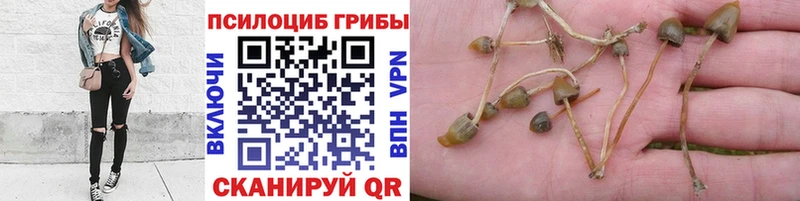 Галлюциногенные грибы Psilocybe  хочу наркоту  Шарья 